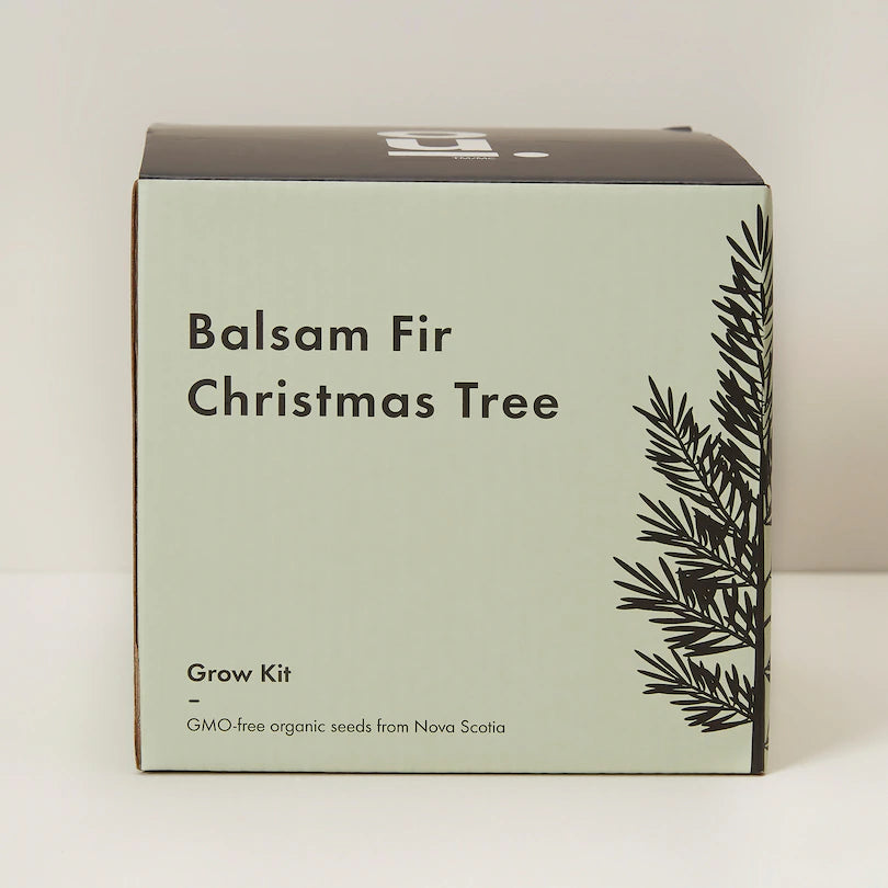 BALSAM FIR TREE GROW KIT