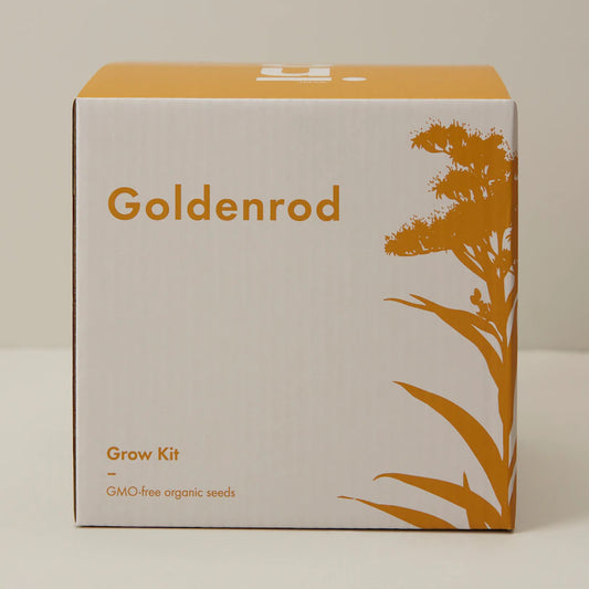 DWARF GOLDENROD GROW KIT
